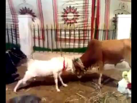 Goat vs Cow