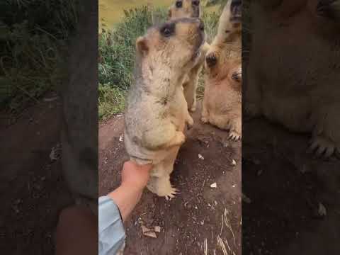 A Marmot standing upright on its hind legs. An endangered species called Marmot standing upright