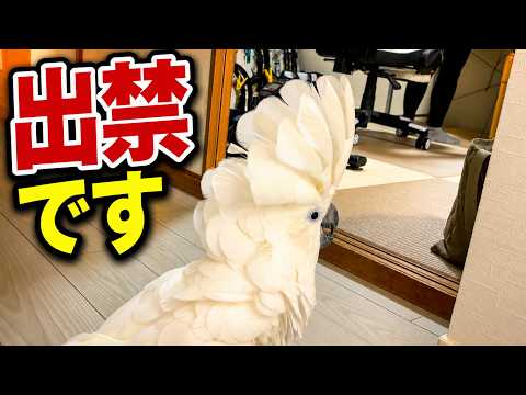 忙しいママを諦めきれないゆきまる氏
