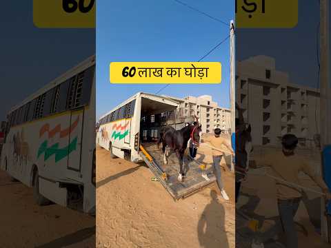 60 लाख का घोड़ा आया पुष्कर में
