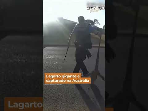 Lagarto gigante é capturado na Austrália #shorts