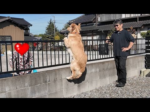 大好きな隣の家のおばあちゃんが来ると居ても立っても居られなくなる子犬。【Golden Retriever japan】