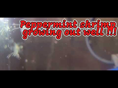 Peppermint shrimp breeding update aquarium, aquaculture, saltwater aquarium, peppermint shrimp, Aquariums Maintained by Andy ,