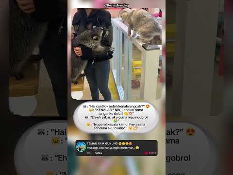 "Momen lucu musang vs kucing putih💔😹"