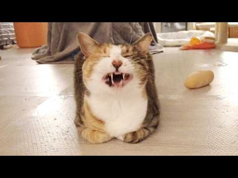 猫さん「あくびしてもいいですか？」