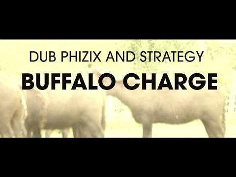 Dub Phizix and Strategy - Buffalo Charge - UCbGLkVgufZf926zo77paRAw