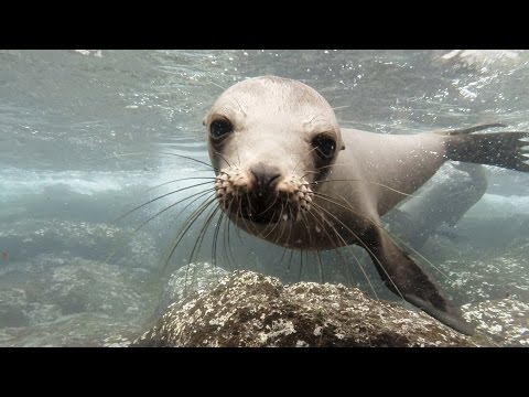 GoPro: Galápagos Sea Lions - UCqhnX4jA0A5paNd1v-zEysw