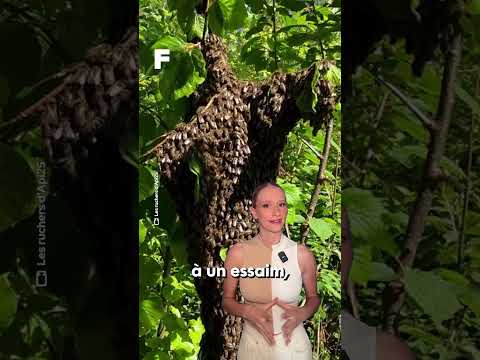 Une collégienne se fait attaquer par des abeilles !