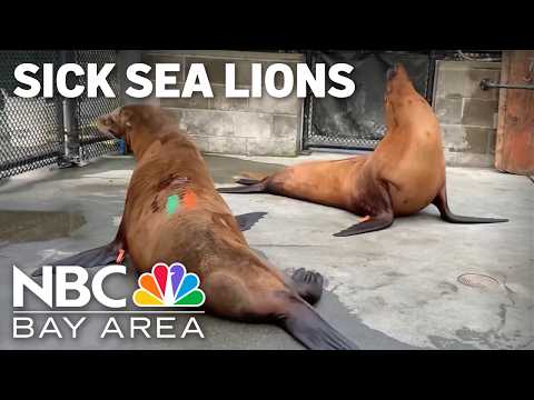<strong>Sick</strong> sea lions signal rising toxin risk along California coast