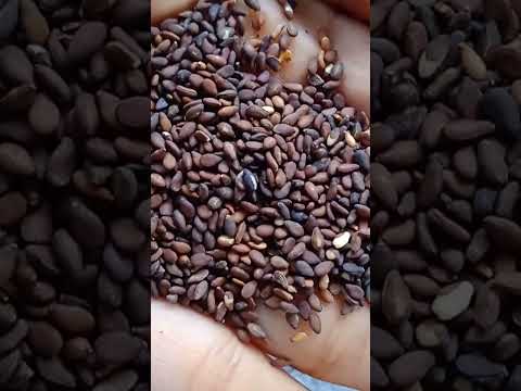 #కార్తీకమాసంలో నువ్వుల ఉపాయం #ytshorts #youtubeshorts plz subscribe friends