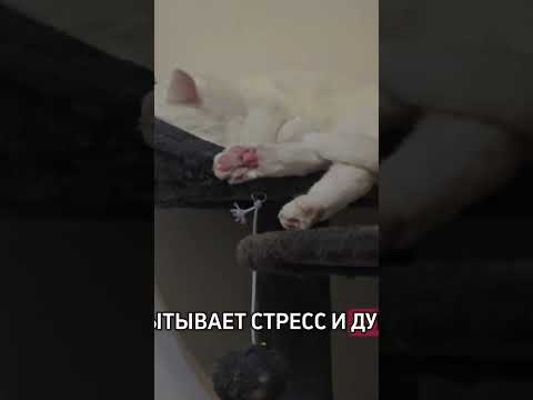 #киса #красиваякошка #топ #моякошка #кошки #кошка #котик #shortvideo #shorts #top #топвидео #топчик