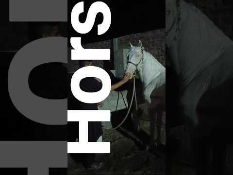 #viral #reels ##horse ##farmhouse ##animals ##shortvideo