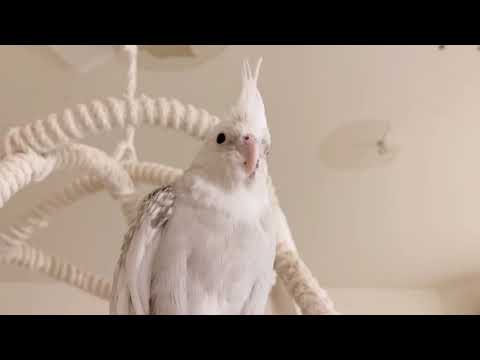 うちのオカメインコ紹介するよ