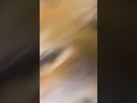 so cute #kucinganggoralucudanimut #cat #kucinglucu #kucing