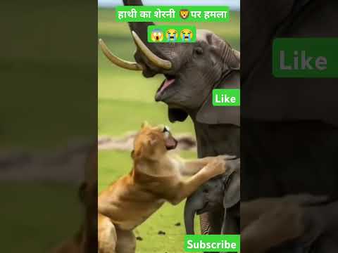 🦁 ओह माय गॉड शेरनी पर हाथी का हमला🦁 जबरदस्त fight #lion #elephant #हाथी #shorts #animals #viral