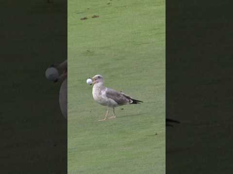 The seagull is trying to help 😂