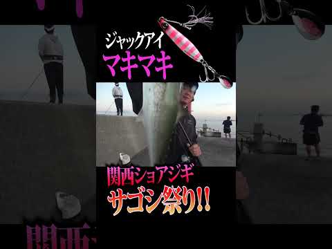 サゴシ！サゴシ！マキマキでサゴシ祭り！#ショアジギング #釣り #ショアジグ #ライトショアジギング #メタルジグ