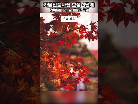 아이폰 단풍 사진에 가을 감성을 더해보세요! (라이트룸 모바일 세팅값 공개)