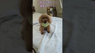 ＜保護犬 トイプードル＞#shorts  #dog #pets