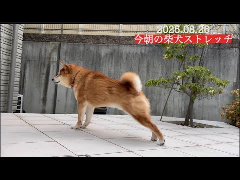 2025年8月26日朝の柴犬ストレッチ解説 サムネイル
