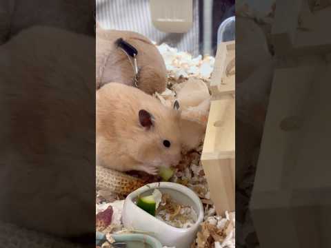 ホホ袋すごいなぁどれだけ入るんだろう#shots #hamster #モフ猫 #ハムスター #癒し #キンクマ #ロボロフスキーハムスター #かわいい 、