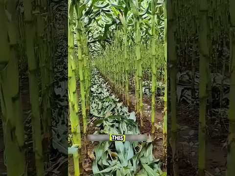 how to agriculture #farming #farmlife #gardening #shortsvideo #pepperspray #fruitcultivation