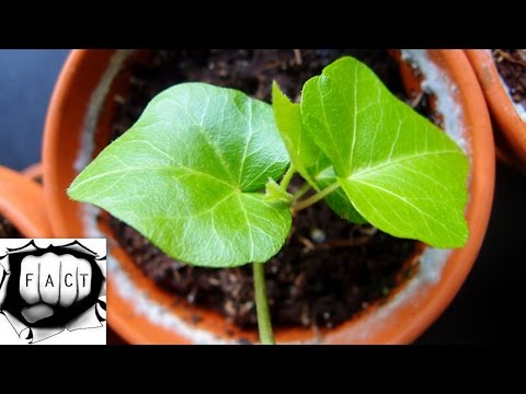 Top 10 Indoor Houseplants For Air Purification - default