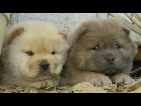 Chow Puppies play Hide and Seek around Planters - UCPIvT-zcQl2H0vabdXJGcpg