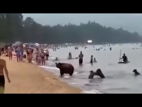 Медведи купаются на пляже вместе с людьми || Bears swimming on the beach with people