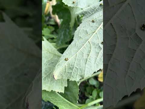Fungus eating ladybird   #ladybug #ladybird #miraculousnature #bugs #gardening #ladybuglove #nature