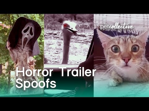 Horror Movie Trailer Spoofs | The Pet Collective - UCPIvT-zcQl2H0vabdXJGcpg