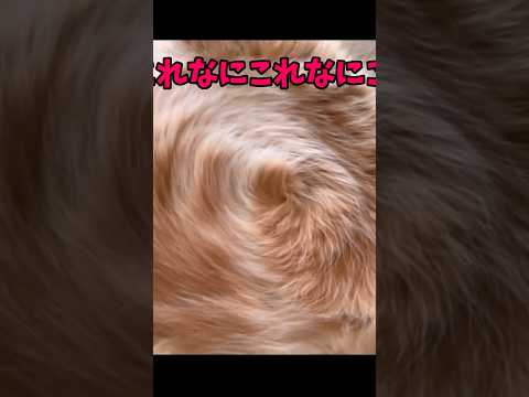 癒しの猫動画：かわいい猫たちの癒しの瞬間をお楽しみください サムネイル