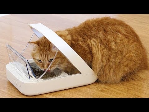 10 USEFUL GADGETS FOR PETS - UC6H07z6zAwbHRl4Lbl0GSsw