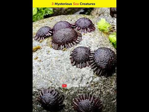 AZ#YouTube #number# 1 #Video