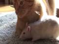 חתול ועכבר חמודים ביחד