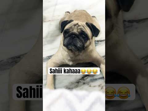 Sahi kaha😂😂😂 #ytshorts #pug #mypug #funnyanimals#funny #funnypets #2025 #comedy #funnyvideo