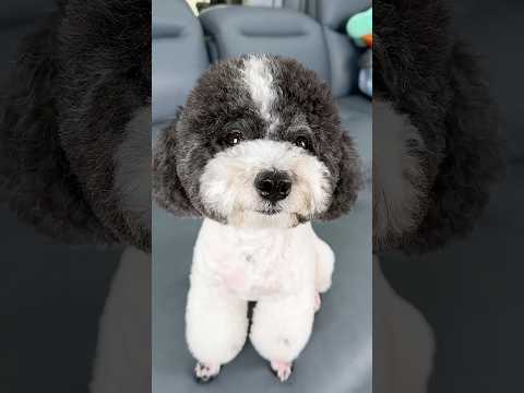 How I Trick My Dog 🐶🐶🐶 #funny #shorts #dog