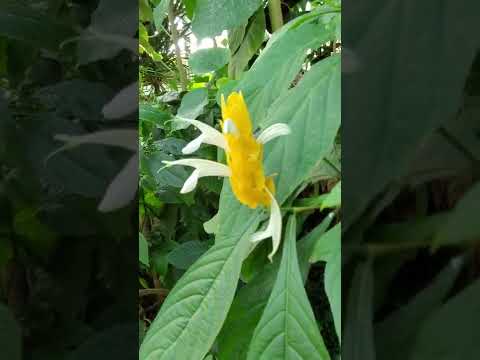 大阪府立　花の文化園　に行ってきました