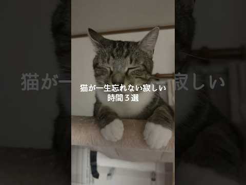 保護猫の心に残る寂しさと可愛さを振り返る サムネイル