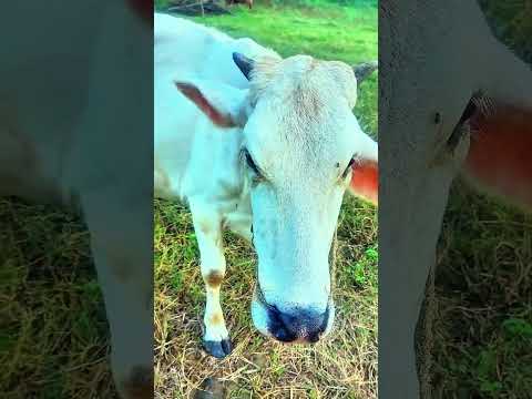 mini vlog #vlogvideo #vlogging #vlogs #shortvideo #youtubeshorts