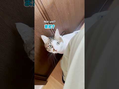 順番待ちからのエースダッシュ🦖💨 #cats