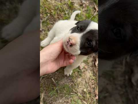 #dogs#babydogs#puppy#puppies