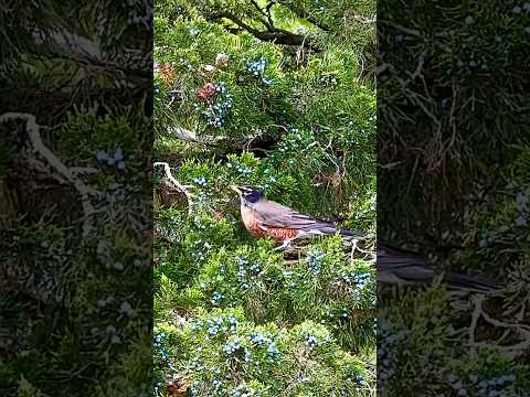 Robin enjoying nature’s fruit buffet 🐧🍇