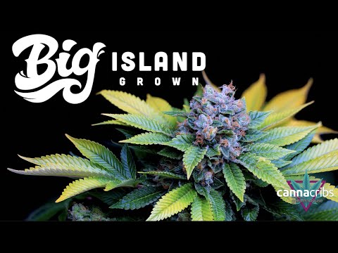 Hawaii Weed with the Notorious BIG: Big Island Grown