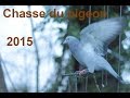  Chasse du pigeon 2015