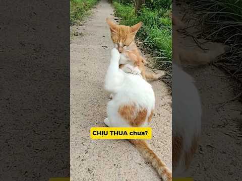 NGỨA MẮT HẢ? MÈO LÁO TRÊU… AI NGỜ NHẬN NGHIỆP TƠI TẢ =))#meo#vutrudramameo#funny#haihuoc#xuhuong