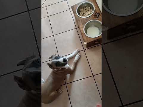 Amstaff#Rokki#самое главное терпение🙏Стафф|3,5 месяца