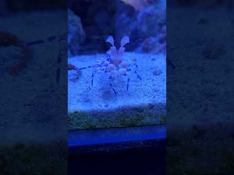 Harliquin shrimp eating an asterina starfish #aqua 
