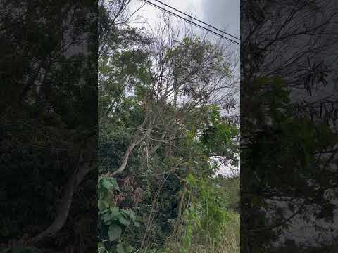 Sound of nature #fyp #shorts #birds #asmr