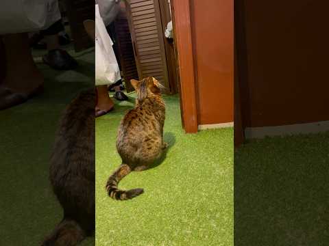 お客さんをお出迎えする猫【#京都ひょう猫の森 】